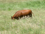 Picture of Cow in High Grass